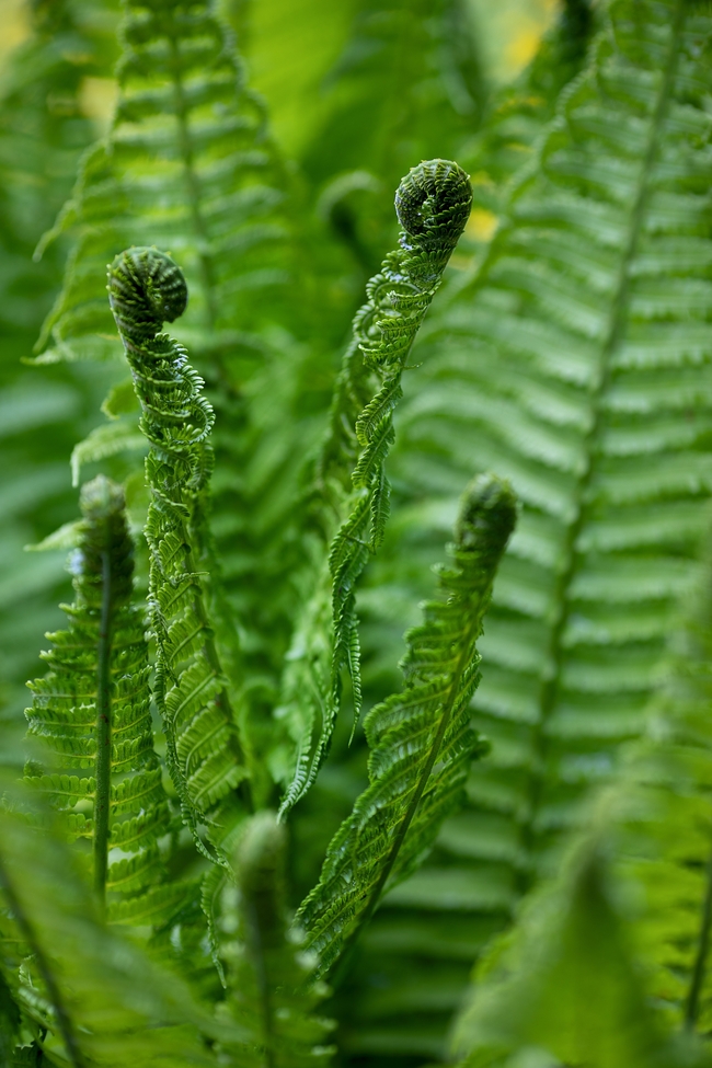 绿色野生蕨类植物叶子摄影图片