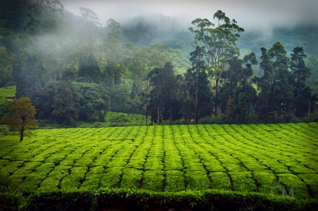 乡村田园绿色茶地茶树图片