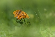 银洗贝母蝴蝶摄影图片