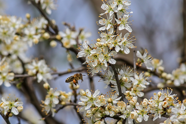 春天梨树白色梨花竞相开放图片