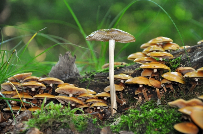 丛林地面野生青苔蘑菇群摄影图片