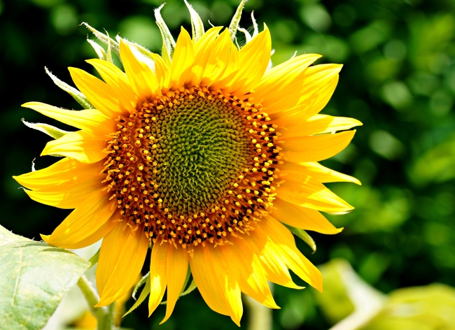 金灿灿的向日葵花朵植物摄影图片