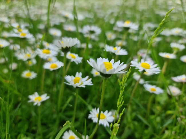 白色小雏菊鲜花摄影图片