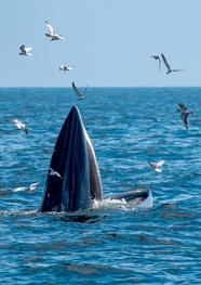 蓝色大海海平面鲸鱼海鸥摄影图片