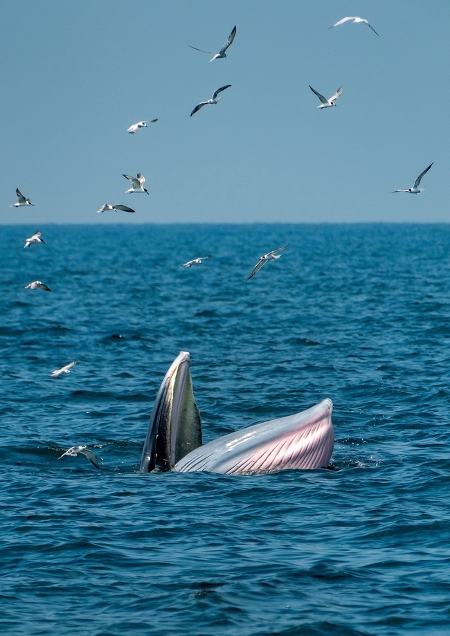 露出海平面的布氏鲸摄影图片