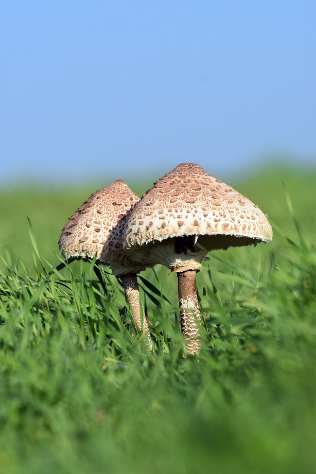 绿色草地硕大的野生蘑菇图片