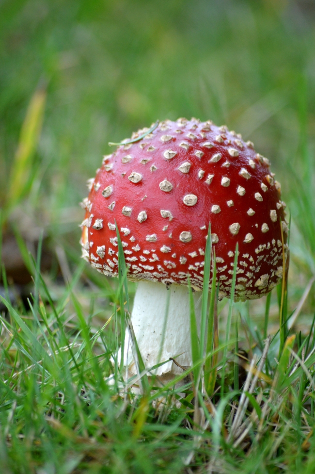 绿色草地野生蛤蟆菌蘑菇摄影图片
