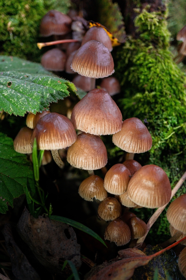地面青苔野生蘑菇群摄影图片