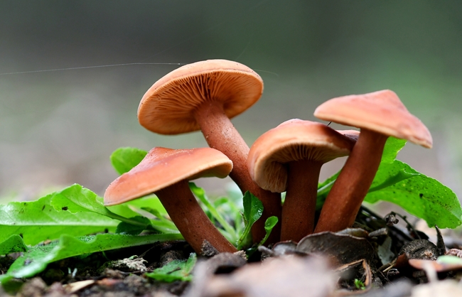 秋天抱团生长的蘑菇群摄影图片