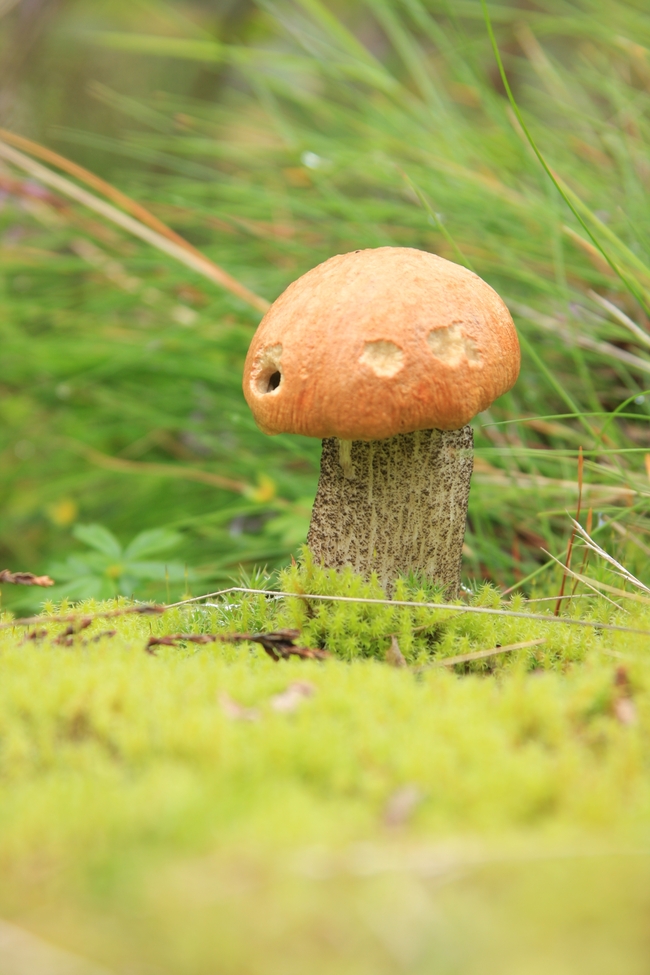 小清新青苔蘑菇摄影图片
