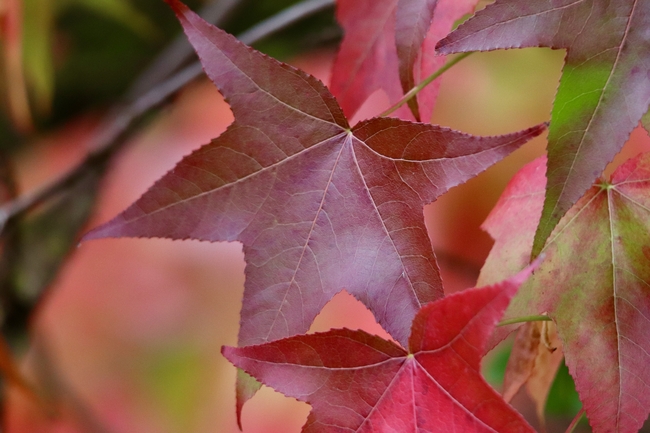 美国琥珀树树叶微距摄影图片