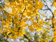 秋天黄色银杏树叶微距特写摄影图片