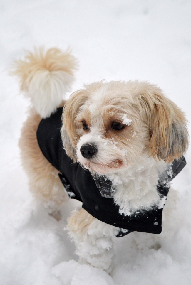 冬季白色雪地拉萨犬摄影图片