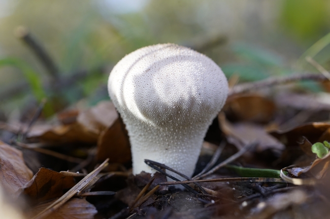 破土而出白色蘑菇摄影图片