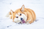 冬季雪地威尔士柯基犬可爱写真图片