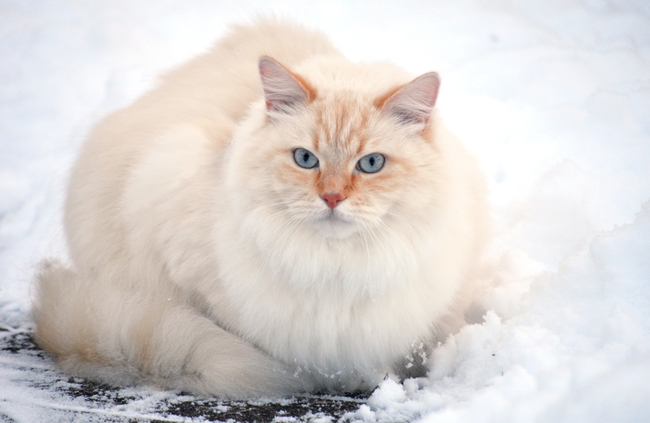 冬季雪地萌猫小清新摄影图片