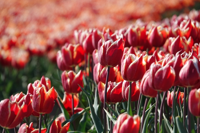 春天红色郁金香花丛摄影图片