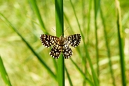 彩色斑斓绢斑蝶摄影图片