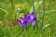 绿色草地紫色番红花摄影图片