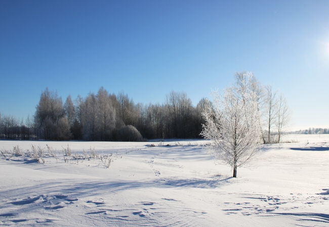 冬季萧条冰雪世界雾凇风光摄影图片