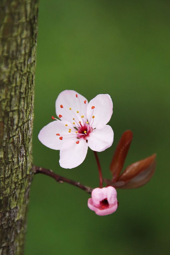 一朵粉色桃花盛开摄影图片