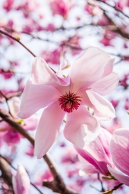 春天粉色玉兰花枝头绽放摄影图片