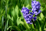 春天花草丛紫色风信子摄影图片