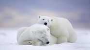 冬季白色雪地北极熊摄影图片