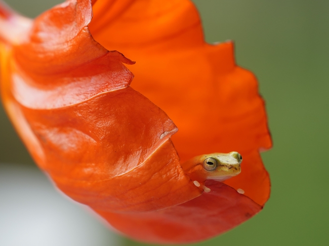 树蛙蹲在红色花朵里图片