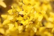 黄色连翘花迎春花摄影图片