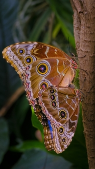 两只眼蝶停靠在树干上图片