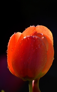 橙红色郁金香花微距特写摄影图片