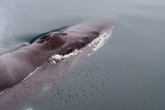 座头鲸露出水面呼吸图片