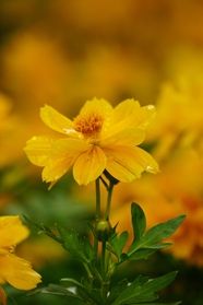 黄色菊科花朵微距特写摄影图片