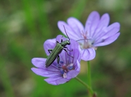 紫色小花野生甲虫摄影图片