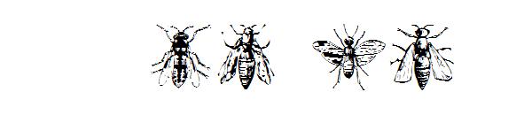 AEZ insects字体