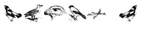 birds a字体