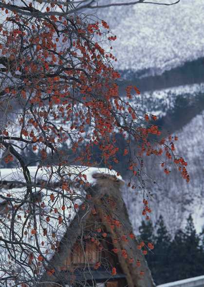 冰天雪地 177