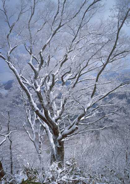 冰天雪地 242