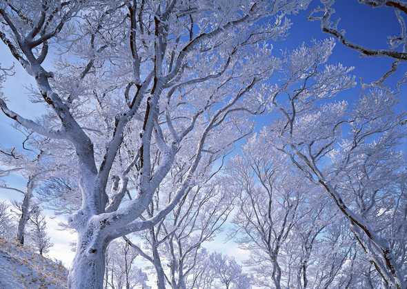 冰天雪地 243