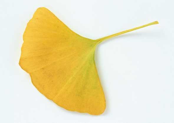 黄色扇形树叶