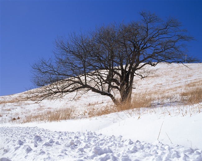 日本雪景图片素材