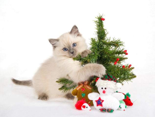 可爱圣诞小猫图片下载