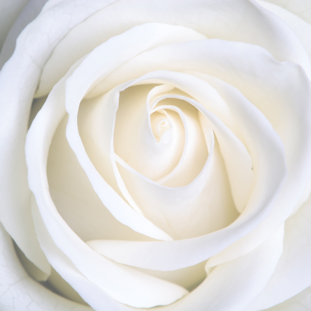 白色玫瑰花图片下载