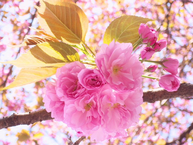 高清日本樱花图片下载
