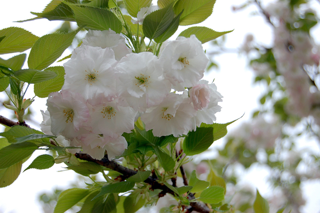 高清日本樱花图片下载