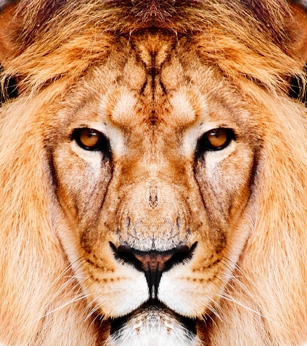 高清非洲狮子图片下载