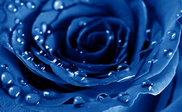高清蓝色玫瑰图片下载
