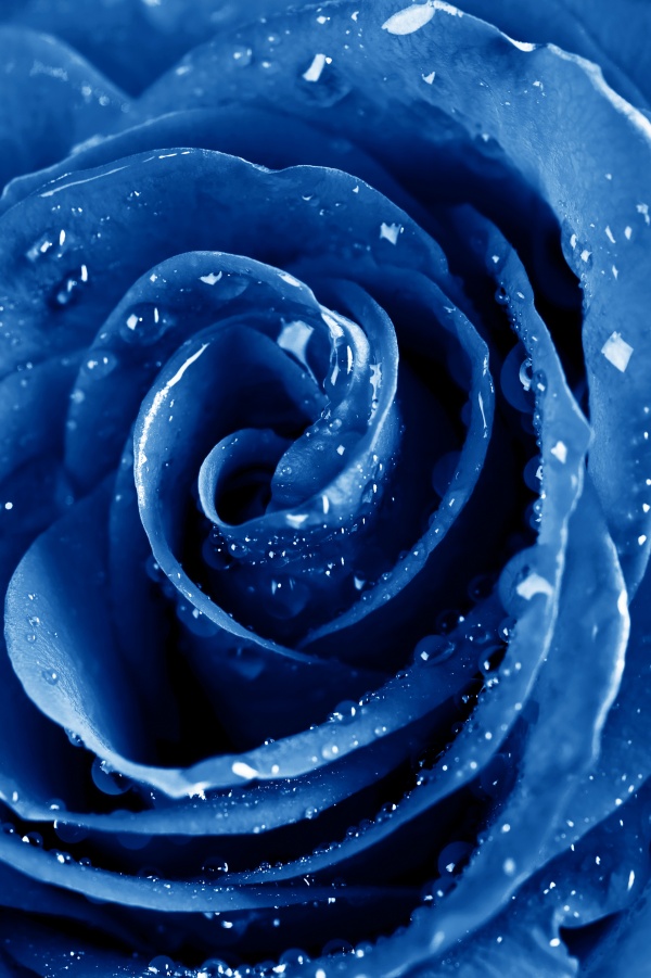 高清蓝色玫瑰图片下载