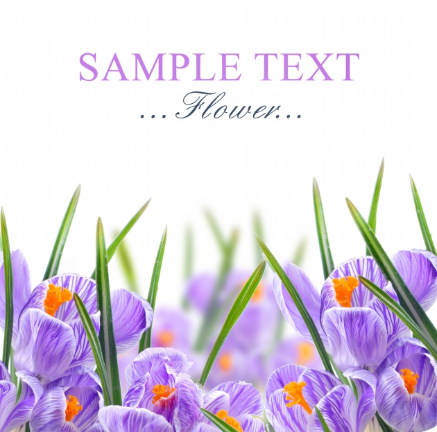 高清紫色花卡片图片下载